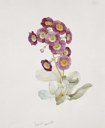 Primula Auricula (petrklíč) od Sarah Creswell